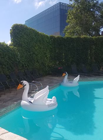 Pool view